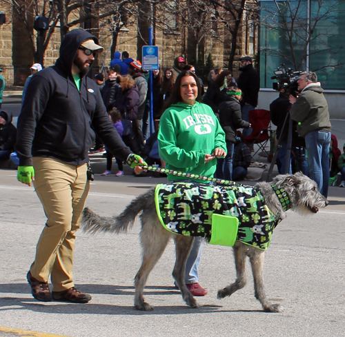 Irish Wolfhounds